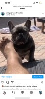 Versace French Bulldogs French Bulldog breeder