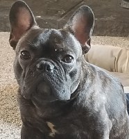 Jami adkins - French Bulldog Stud