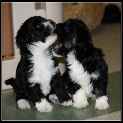 Havanese Breeder 25809