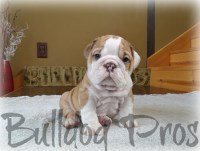Bulldog Pros English Bulldog breeder