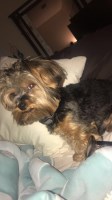Tanesha Smith - Yorkshire Terrier Stud