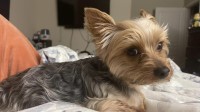Yorkshire Terrier thumbnail