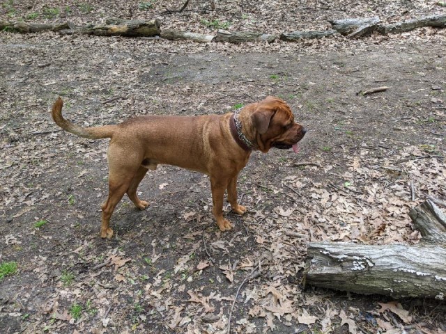 Dogue De Bordeaux Stud 29533