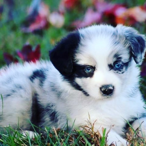 Miniature Australian Shepherd Breeder 27903