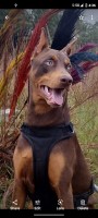 Ranay Flowers - Doberman Pinscher Stud