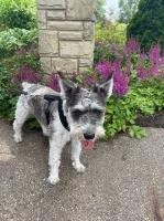 Paul HAys - Miniature Schnauzer Stud