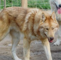 Chrystal - Siberian Husky Stud