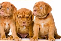 Dogue De Bordeaux thumbnail