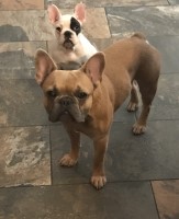 Matthew Freeman - French Bulldog Stud