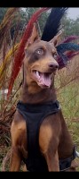 Ranay Flowers - Doberman Pinscher Stud