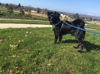 Sasha Moore - Dachshund Stud