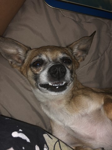 Chihuahua Stud 29445