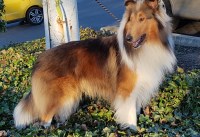 Prairie Wynd Collies Collie breeder