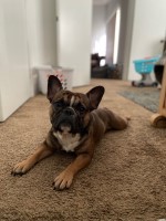 Kylie Schrey - French Bulldog Stud