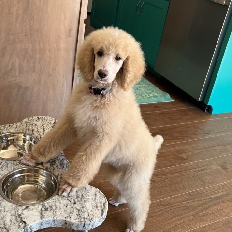 Poodle Standard Breeder 31972