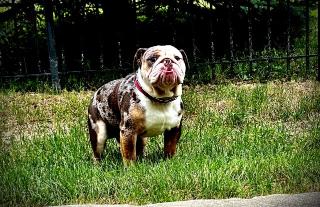 English Bulldog Stud 30561