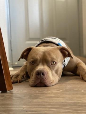 American Pit Bull Terrier Stud 31786