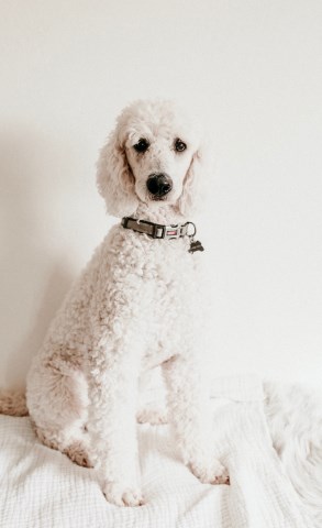 Clyde - Standard Poodle Stud