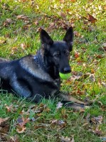 The Shepherds Tail German Shepherd Dog breeder