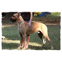 Kaiser Danes Great Dane breeder