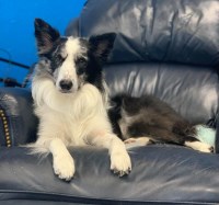 Hannah P - Border Collie Stud