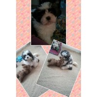shih tzu puppies for sale in abbotsford bc search locally for shih tzu studs nearest you freedoglistings page 1 shih tzu puppies for sale in abbotsford bc search locally for shih tzu studs nearest you freedoglistings page 1