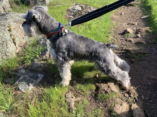 Jewels Akc Mini Schnauzers