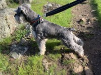 Jewels Akc Mini Schnauzers