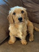 Victoria Brock - Dachshund Stud