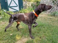 German Shorthaired Pointer thumbnail