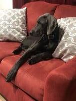 Amy Burkes - Weimaraner Stud