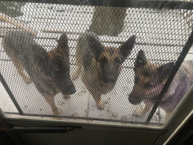 German Shepherd Dog Stud 31864