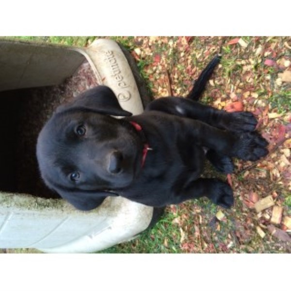 Labrador Retriever Breeder 24977