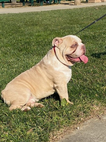 English Bulldog Stud 29968