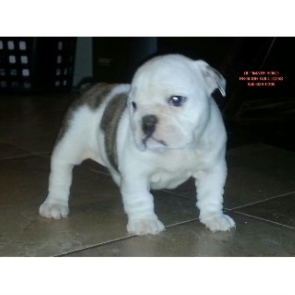 free puppies in mississippi ultimate bond englishbulldogs bulldog breeder in biloxi mississippi free puppies in mississippi ultimate bond englishbulldogs bulldog breeder in biloxi mississippi