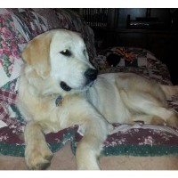 JrGoldens Golden Retriever breeder
