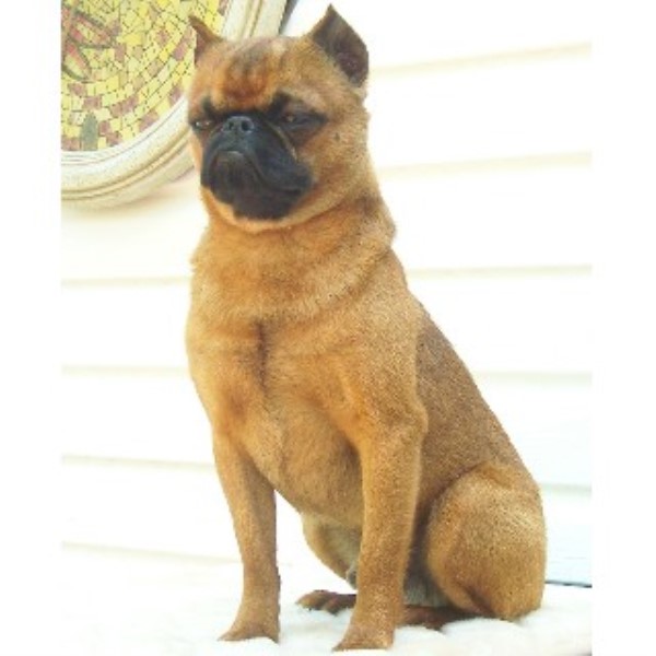 Somershire Kennel Brussels Griffon Breeder In Sutton West Ontario