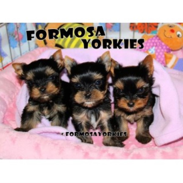 Formosa Yorkies* Oregon Yorkies