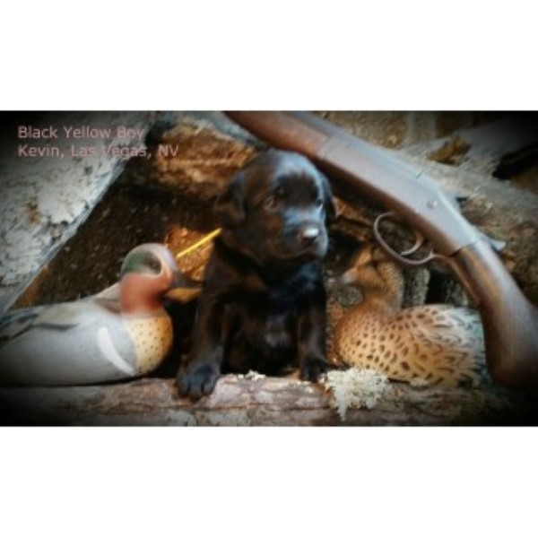 Labrador Retriever Breeder 22496