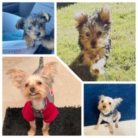 Gracie Sledge - Yorkshire Terrier Stud