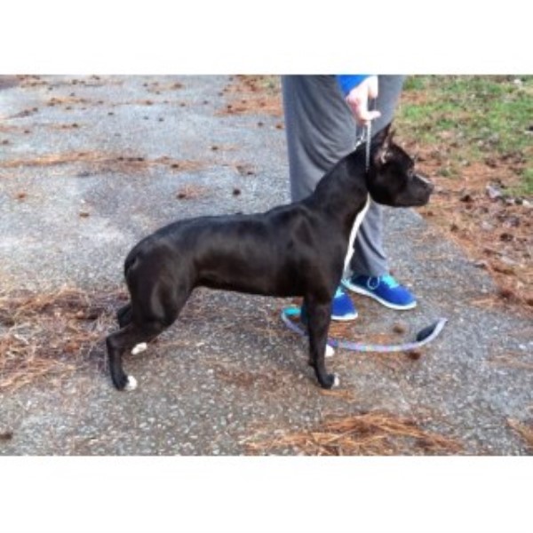 American Staffordshire Terrier Breeder 24916