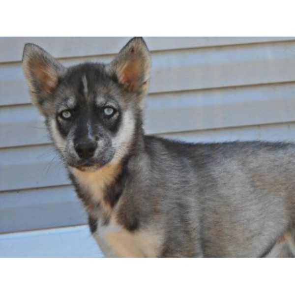 Happy K9 Kennel, Siberian Husky Stud in Junction City, Ohio
