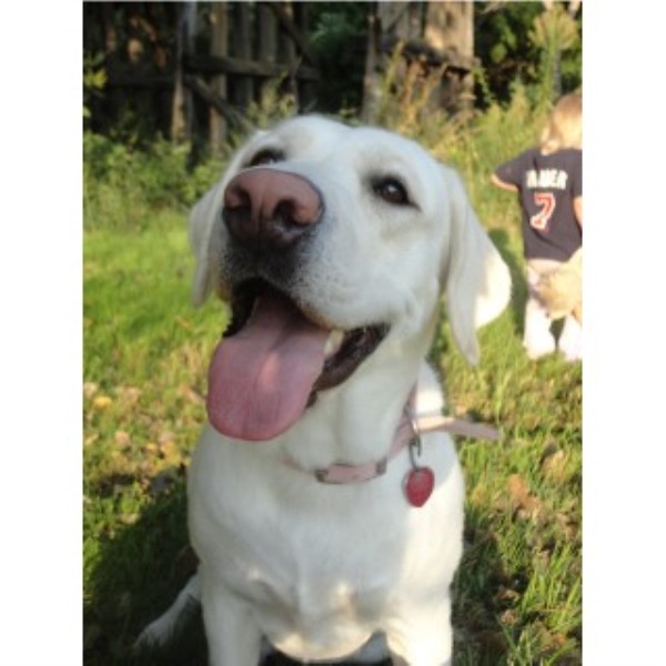 lab puppies iowa pearly gates labradors labrador retriever breeder in iowa lab puppies iowa pearly gates labradors labrador retriever breeder in iowa
