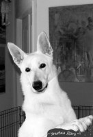 NicholBridge Shepherds German Shepherd Dog breeder