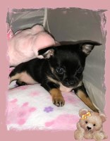 Premium Chihuahuas Chihuahua for breeder