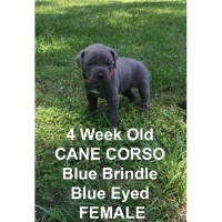 Cane Corso Breeders In Texas