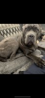 Joshua Nichols - Cane Corso Stud