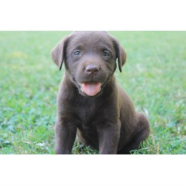 Labrador Retriever Breeder 25217