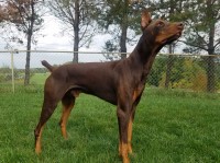 Todd Gardner - Doberman Pinscher Stud