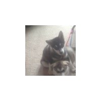 Pauley's Malamutes Alaskan Malamute breeder